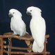 parrot-for-sale-african-grey-parrot-ahmadabad