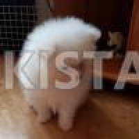 3-hours-ago-for-sale-dogs-pomeranian-manchester-contact-the-seller-avatar-anne-t-anne-taylor-manchester-pomeranian-chuchak