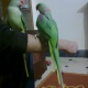 hand-tamed-talking-raw-parrot-pair-alexandrine-parrot-islamabad