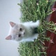pure-persian-kittens-up-for-sale-persian-cats-karachi