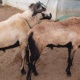 are-you-looking-foward-to-buy-a-sheep-we-do-have-them-other-ahmadabad-1