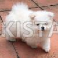 kc-reg-gorgeous-pure-white-pomeranian-puppy-boy-pomeranian-chaman-1