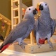 greys-parrots-for-sale-cockatoos-amir-pur-sadat