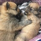 beautiful-pomeranian-puppies--karachi