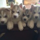 beautiful-husky-puppies-shih-tzu-abbottabad-1