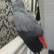 lovely-hand-reared-african-grey-african-grey-parrot-batagram-1