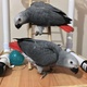 pair-of-african-grey-parrot-for-sale-african-grey-parrot-karachi