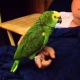 parrot-for-sale-african-grey-parrot-bahawalpur-cantt