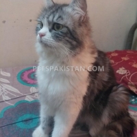 persian-cat-for-sale-persian-cats-karachi