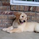 beautiful-golden-retriever-puppies-available-now-golden-retriever-abbottabad