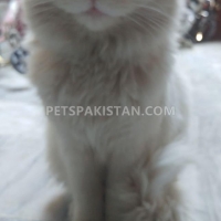 healthy-persian-vaccinated-cat--islamabad