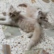persian-couple-kittens-persian-cats-karachi