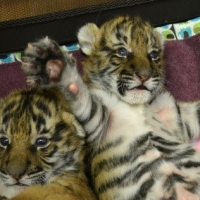young-exotics-cubs-available-male-and-female-lion-tiger-cheetah-leopard-etc-bengal-islamabad