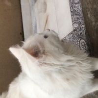 white-persian-persian-cats-islamabad