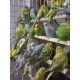 king-size-budgerigars-pathay-and-ready-to-breed-australian-budgies-lahore-2