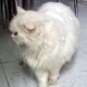 pure-white-triple-coated-persian-pragnant-cat-for-urgent-sale-for-best-offer-persian-cats-karachi-2