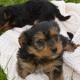 pedigree-yorkshire-terrier-puppy-other-zhob-1