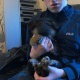 looking-german-shepard-puppies-for-adoption-german-shepherd-basira