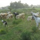 goats-bkara-bakray-beetal-rajanpuri-desi-sheep-kajla-mundra-free-delivery-for-qurbani-in-lahore-faisalabad-islamabad-rawalpindi-abbotabad-african-silverbill-finch-lahore-6