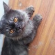 punch-face-blackish-grey-tom-cat-available-for-sale-gulshan-e-iqbal-balinese-karachi-1