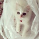 persian-kittens-for-sale-persian-cats-gujranwala
