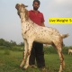 goats-bkara-bakray-beetal-rajanpuri-desi-sheep-kajla-mundra-free-delivery-for-qurbani-in-lahore-faisalabad-islamabad-rawalpindi-abbotabad-african-silverbill-finch-lahore-3