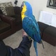 beautiful-7-months-old-baby-blue-and-gold-macaw-african-grey-parrot-karachi