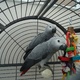 2-male-and-female-congo-african-grey-parrots-for-adoption-african-grey-parrot-faisalabad