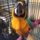 talking-parrots-for-sale-macaws-ahmadabad