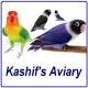 kashif-s-aviary-fischer-lovebirds-lovebirds-karachi-2