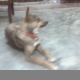 7-month-old-bitch-healthy-jojo-name-and-family-dog-other-faisalabad-1