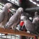 parrot-chicks-and-eggs-with-ostrich-chicks-and-eggs-www-birdsbreed-webs-com-african-grey-parrot-karachi-1