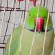 indian-ringneck-parrot-indian-ringneck-rawalpindi-1