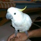 beautiful-cockatoo-parrots-beautiful-cockatoo-parrots-cockatoos-landhi-1