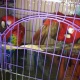 we-are-parrot-breeders-of-high-quality-talkative-breeds-alexandrine-parrot-hasan-abdal