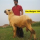 goats-bkara-bakray-beetal-rajanpuri-desi-sheep-kajla-mundra-free-delivery-for-qurbani-in-lahore-faisalabad-islamabad-rawalpindi-abbotabad-african-silverbill-finch-lahore-5