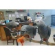 talktive-african-grey-parrot-8-months-old-for-sale-african-grey-parrot-ahmadabad