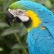 macaw-parrots-for-free-adoption-macaws-ahmadabad