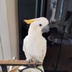 cockatoo-for-sale-talking-very-tame-loves-people-kids-and-other-animals-3-year-old-boy-cockatoos-karachi-1