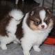 priceless-white-pomeranian-puppy-for-adoption-other-bhiria-road