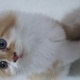 persian-kitten-persian-cats-karachi