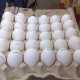 cockatoos-african-grey-macaw-parrots-and-100-fertile-parrots-eggs-for-sale-cockatoos-awaran