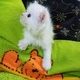 kittens-for-sale-persian-cats-lahore