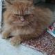 pure-persian-breed-persian-cats-karachi