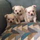 male-and-female-chihuahua-puppies-for-adoption-other-badin-1