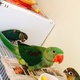parrots-parrot-eggs-and-feathers-sun-conure-lahore