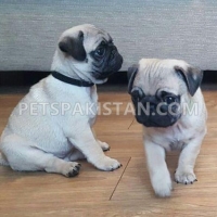 pug-puppies-available-now-pug-lahore