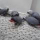 parrot-for-adoption-african-grey-parrot-balambat-1