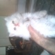 sami-pench-kittens-persian-cats-lahore-5