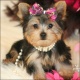yorkie-puppies-for-adoption-yorkshire-terrier-adenzai-1
